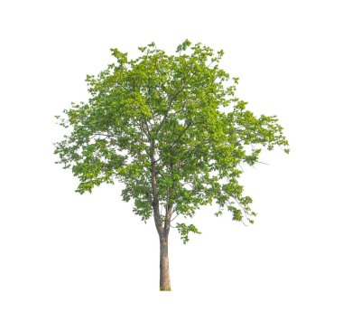 Beyaz arkaplanda izole edilmiş ağaçlar hem yazdırma hem de web sayfaları için uygundur