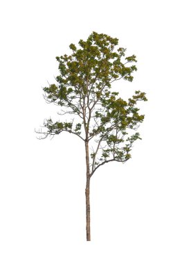 Beyaz arkaplanda izole edilmiş ağaçlar hem yazdırma hem de web sayfaları için uygundur