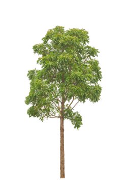 Beyaz arkaplanda izole edilmiş ağaçlar hem yazdırma hem de web sayfaları için uygundur