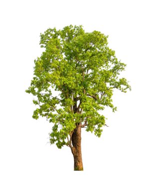 Beyaz arkaplanda izole edilmiş ağaçlar hem yazdırma hem de web sayfaları için uygundur