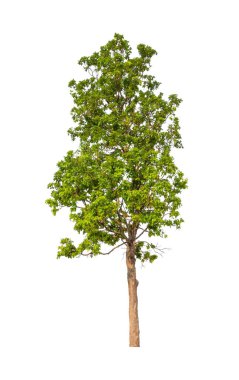 Beyaz arkaplanda izole edilmiş ağaçlar hem yazdırma hem de web sayfaları için uygundur