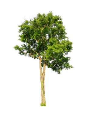 Beyaz arkaplanda izole edilmiş ağaçlar hem yazdırma hem de web sayfaları için uygundur