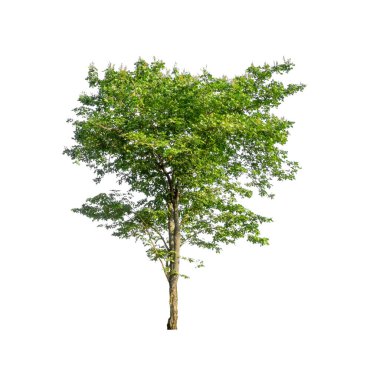 Beyaz arkaplanda izole edilmiş ağaçlar hem yazdırma hem de web sayfaları için uygundur