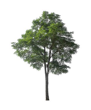 Beyaz arkaplanda izole edilmiş ağaçlar hem yazdırma hem de web sayfaları için uygundur