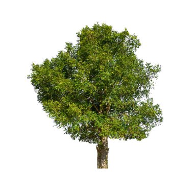 Beyaz arkaplanda izole edilmiş ağaçlar hem yazdırma hem de web sayfaları için uygundur