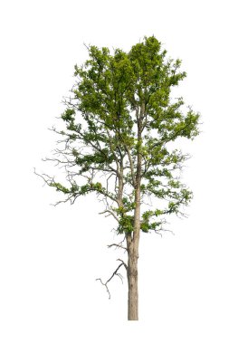 Beyaz arkaplanda izole edilmiş ağaçlar hem yazdırma hem de web sayfaları için uygundur