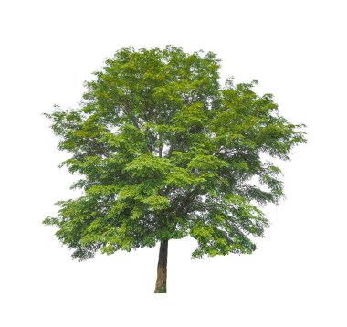 Beyaz arkaplanda izole edilmiş ağaçlar hem yazdırma hem de web sayfaları için uygundur