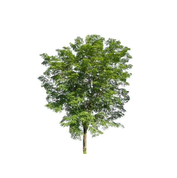 Baum Isoliert Auf Weißem Hintergrund Mit Clipping Pfad Und Alphakanal — Stockfoto