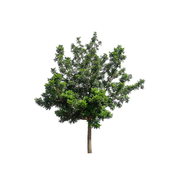 Bäume Silhouette Für Pinsel Auf Weißem Hintergrund Mit Clipping Pfad — Stockfoto
