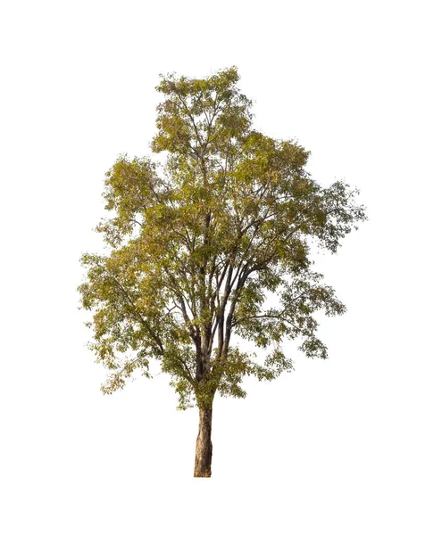 Bomen Die Geïsoleerd Zijn Een Witte Achtergrond Zijn Geschikt Voor — Stockfoto