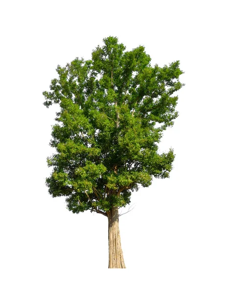 Bomen Die Geïsoleerd Zijn Een Witte Achtergrond Zijn Geschikt Voor — Stockfoto