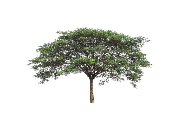 Drzewa Wyizolowane Białym Tle Nadają Się Zarówno Druku Jak Stron — Zdjęcie stockowe