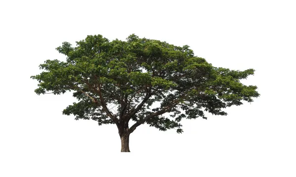 Bomen Die Geïsoleerd Zijn Een Witte Achtergrond Zijn Geschikt Voor — Stockfoto