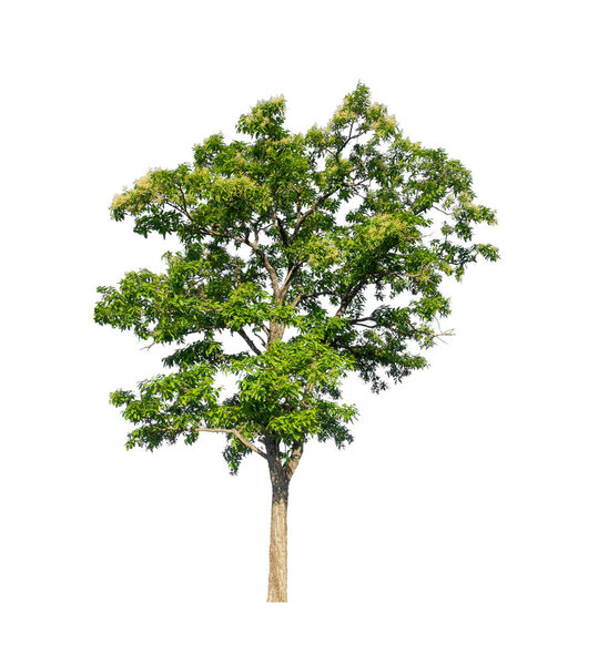 Trees that are isolated on a white background are suitable for both printing and web pages