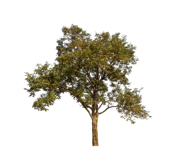 Copacii Izolați Fundal Alb Sunt Potriviți Atât Pentru Imprimare Cât — Fotografie, imagine de stoc