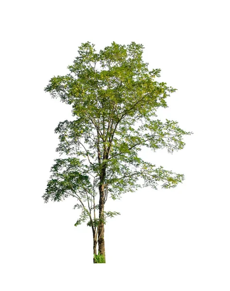 Bomen Die Geïsoleerd Zijn Een Witte Achtergrond Zijn Geschikt Voor — Stockfoto