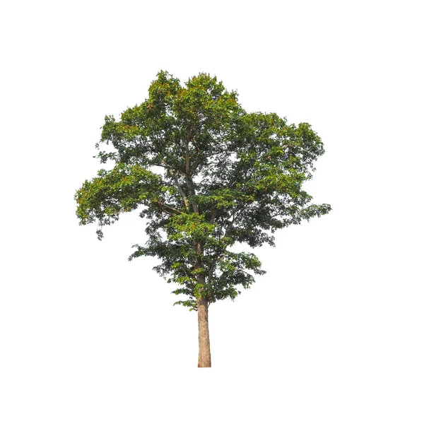 Copacii Izolați Fundal Alb Sunt Potriviți Atât Pentru Imprimare Cât — Fotografie, imagine de stoc