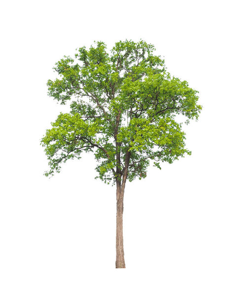 Trees that are isolated on a white background are suitable for both printing and web pages