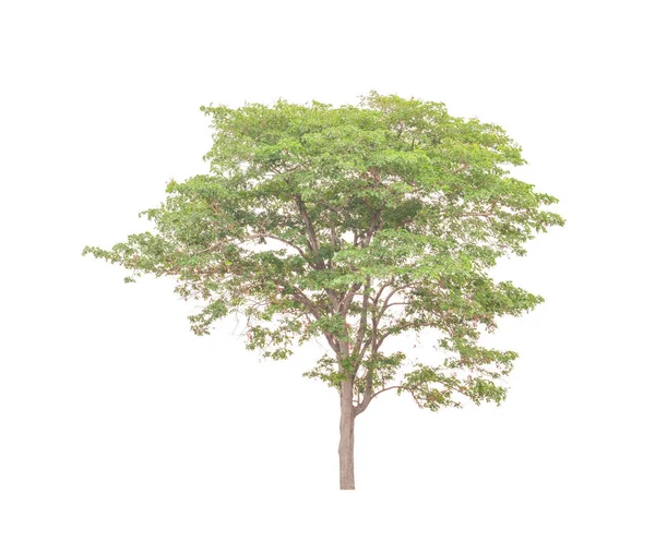 Beyaz Arkaplanda Izole Edilmiş Ağaçlar Hem Yazdırma Hem Web Sayfaları — Stok fotoğraf