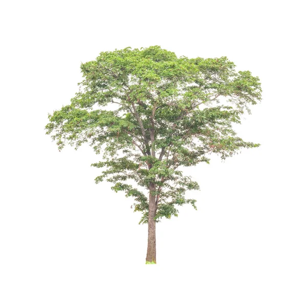 Bomen Die Geïsoleerd Zijn Een Witte Achtergrond Zijn Geschikt Voor — Stockfoto