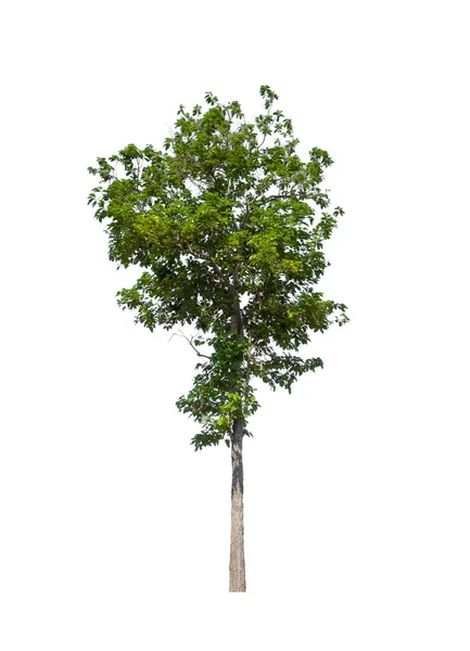 Bomen Die Geïsoleerd Zijn Een Witte Achtergrond Zijn Geschikt Voor — Stockfoto