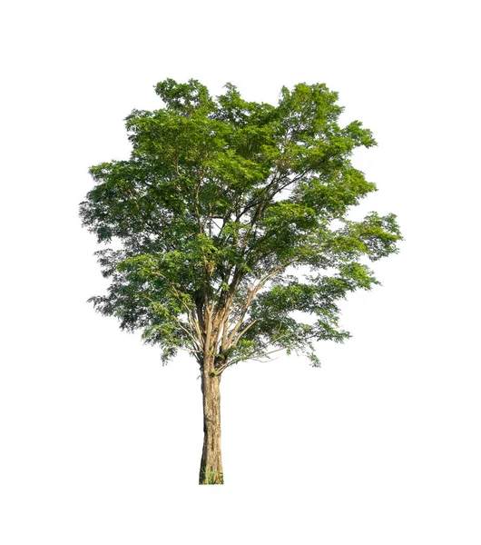 Bomen Die Geïsoleerd Zijn Een Witte Achtergrond Zijn Geschikt Voor — Stockfoto