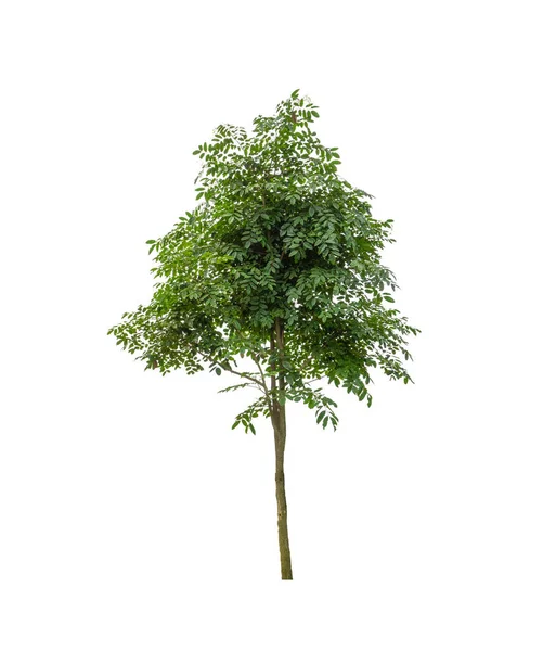 Träd Som Isolerade Vit Bakgrund Lämpliga För Både Utskrifter Och — Stockfoto