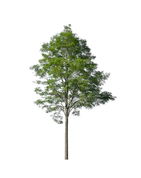 Pohon Pohon Yang Terisolasi Pada Latar Belakang Putih Cocok Untuk — Stok Foto