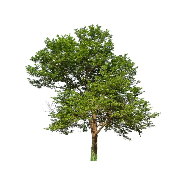 Drzewa Wyizolowane Białym Tle Nadają Się Zarówno Druku Jak Stron — Zdjęcie stockowe
