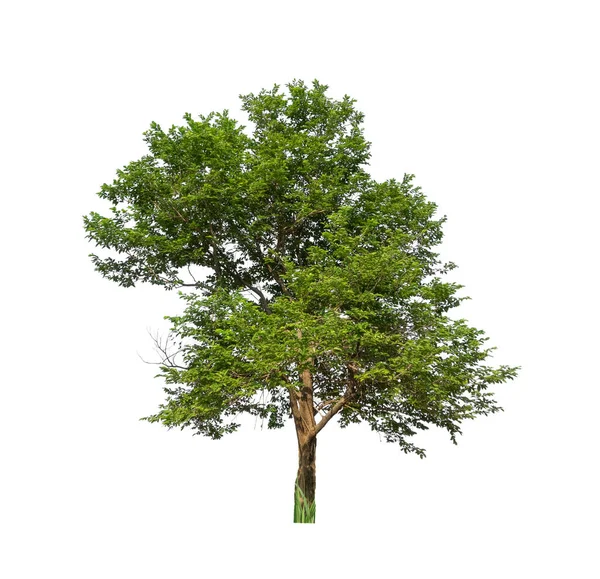 Bomen Die Geïsoleerd Zijn Een Witte Achtergrond Zijn Geschikt Voor — Stockfoto