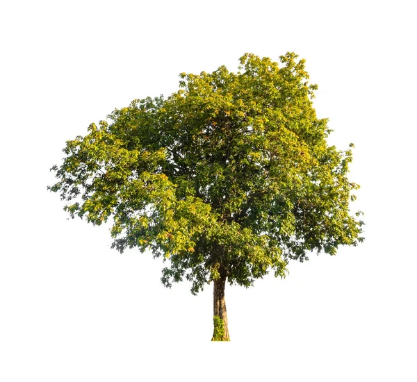 Bomen Die Geïsoleerd Zijn Een Witte Achtergrond Zijn Geschikt Voor — Stockfoto