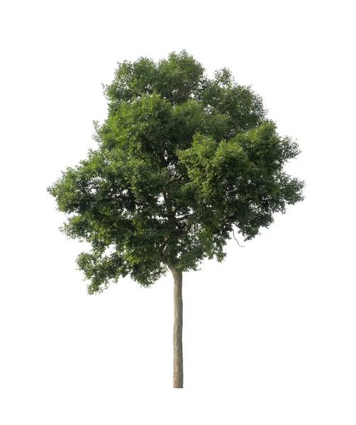 Bomen Die Geïsoleerd Zijn Een Witte Achtergrond Zijn Geschikt Voor — Stockfoto