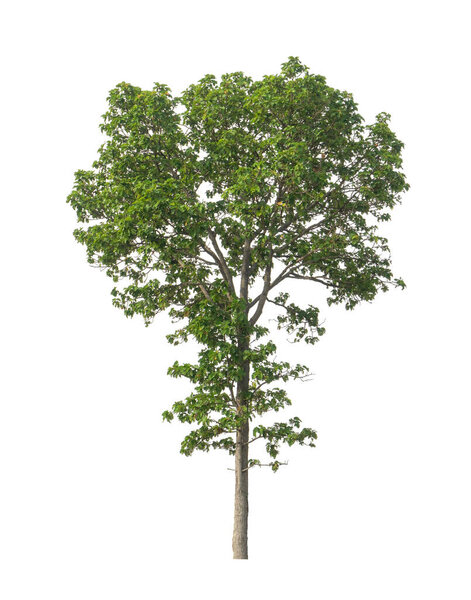 Trees that are isolated on a white background are suitable for both printing and web pages