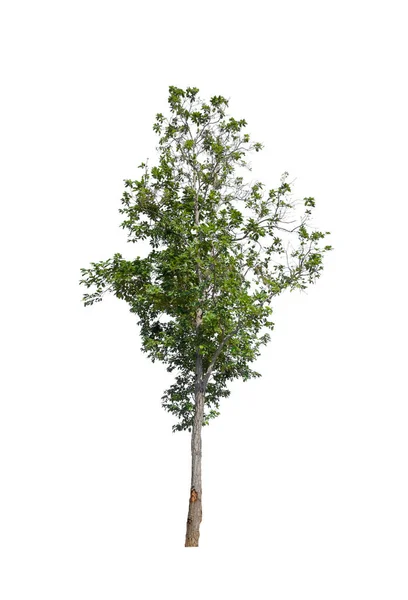 Bomen Die Geïsoleerd Zijn Een Witte Achtergrond Zijn Geschikt Voor — Stockfoto