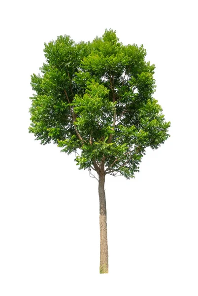 Árvores Que São Isoladas Fundo Branco São Adequadas Para Impressão — Fotografia de Stock