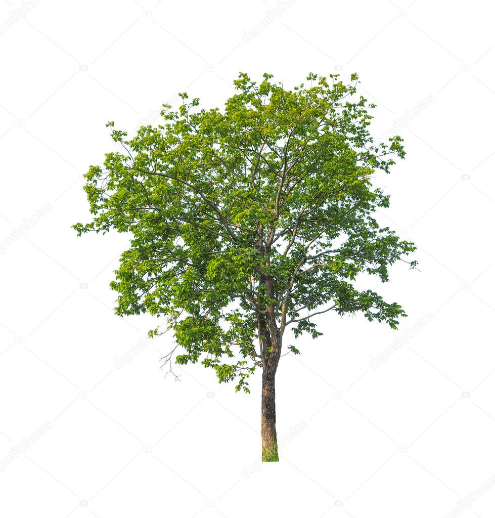 Trees that are isolated on a white background are suitable for both printing and web pages