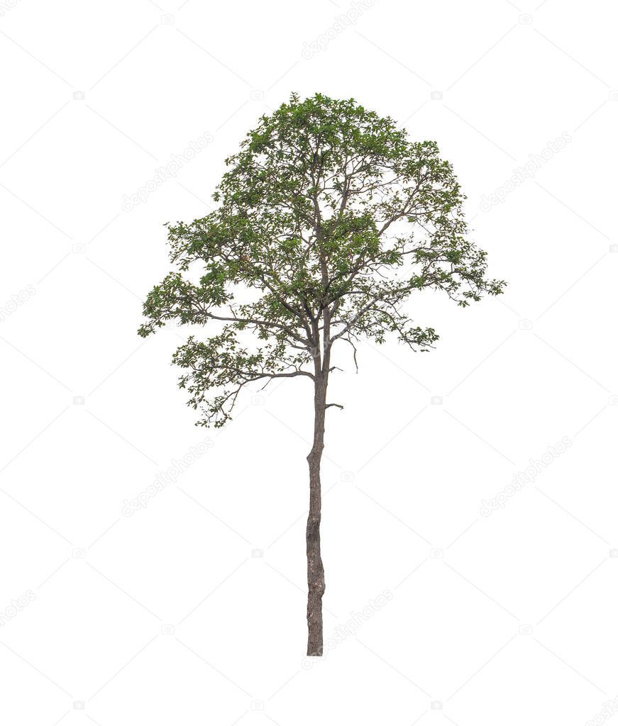 Trees that are isolated on a white background are suitable for both printing and web pages