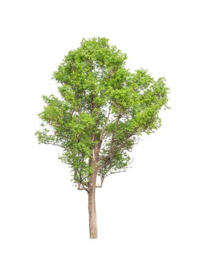 Beyaz arkaplanda izole edilmiş ağaçlar hem yazdırma hem de web sayfaları için uygundur