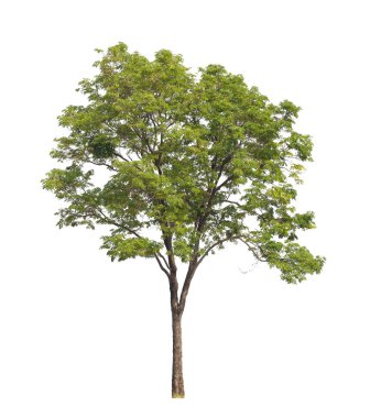 Beyaz arkaplanda izole edilmiş ağaçlar hem yazdırma hem de web sayfaları için uygundur