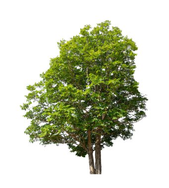 Beyaz arkaplanda izole edilmiş ağaçlar hem yazdırma hem de web sayfaları için uygundur