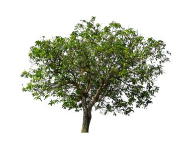 Beyaz arkaplanda izole edilmiş ağaçlar hem yazdırma hem de web sayfaları için uygundur