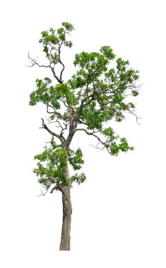 Beyaz arkaplanda izole edilmiş ağaçlar hem yazdırma hem de web sayfaları için uygundur