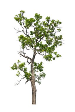 Beyaz arkaplanda izole edilmiş ağaçlar hem yazdırma hem de web sayfaları için uygundur