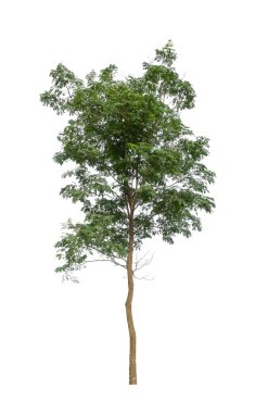 Beyaz arkaplanda izole edilmiş ağaçlar hem yazdırma hem de web sayfaları için uygundur