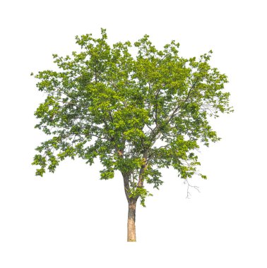 Beyaz arkaplanda izole edilmiş ağaçlar hem yazdırma hem de web sayfaları için uygundur