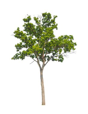 Beyaz arkaplanda izole edilmiş ağaçlar hem yazdırma hem de web sayfaları için uygundur