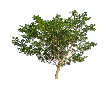 Beyaz arkaplanda izole edilmiş ağaçlar hem yazdırma hem de web sayfaları için uygundur