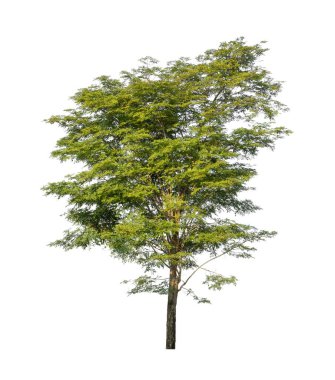 Beyaz arkaplanda izole edilmiş ağaçlar hem yazdırma hem de web sayfaları için uygundur