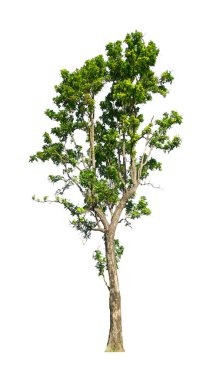 Beyaz arkaplanda izole edilmiş ağaçlar hem yazdırma hem de web sayfaları için uygundur