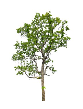 Beyaz arkaplanda izole edilmiş ağaçlar hem yazdırma hem de web sayfaları için uygundur